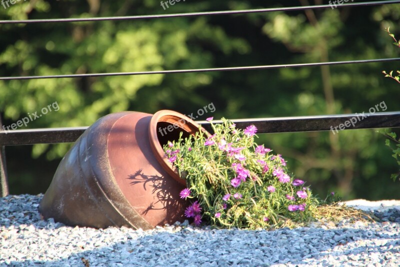 Flowers Potted Plant Plants Free Photos