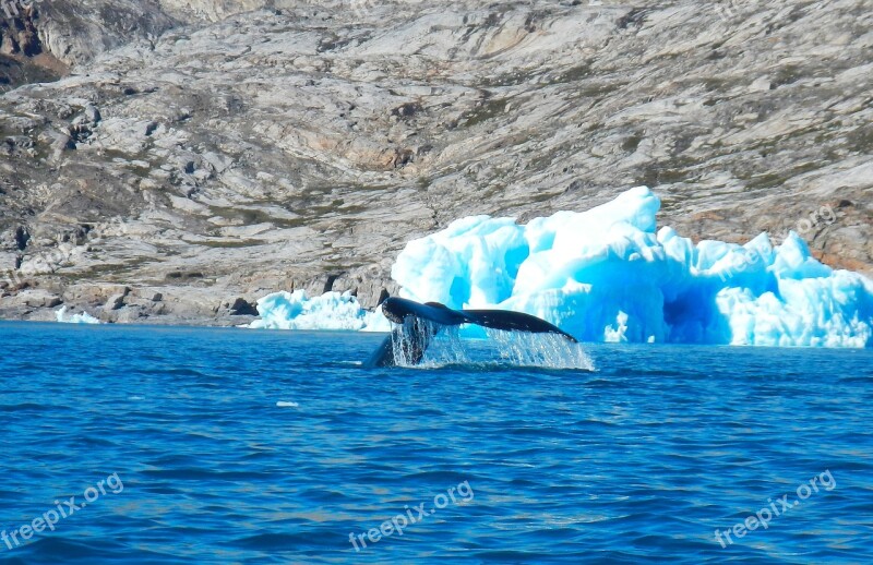 Greenland Whale Iceberg Fjord Sermilik