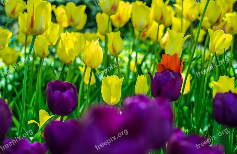 Tulips Flowers Garden Spring Flower