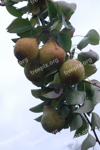 Nails Bulb Most Pear Swabian Local Places High-stem Orchard