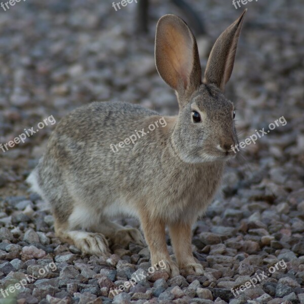 Rabbit Animal Bunny Cute Nature