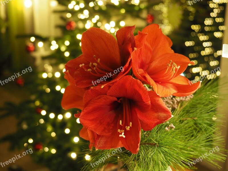 Christmas Amaryllis Flower Free Photos