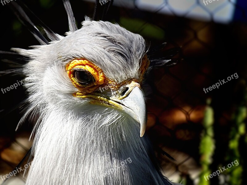 Bird Vulture Zoo Animal Nature