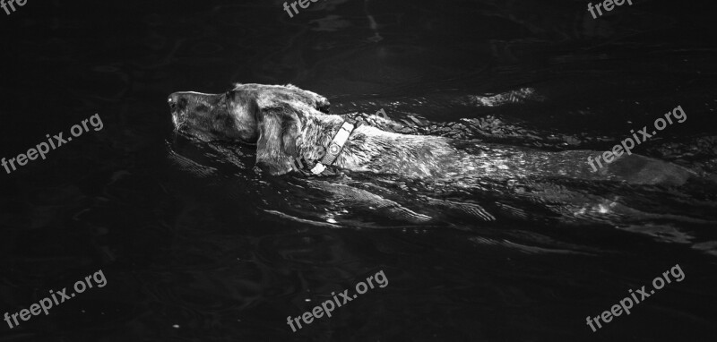 Dog Swimming Water Black And White Swim