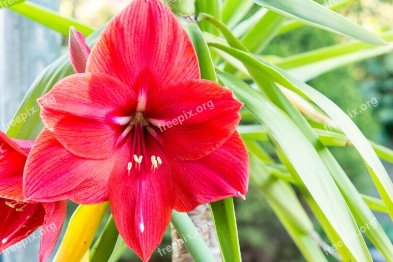 Amaryllis Red Blossom Bloom Nature