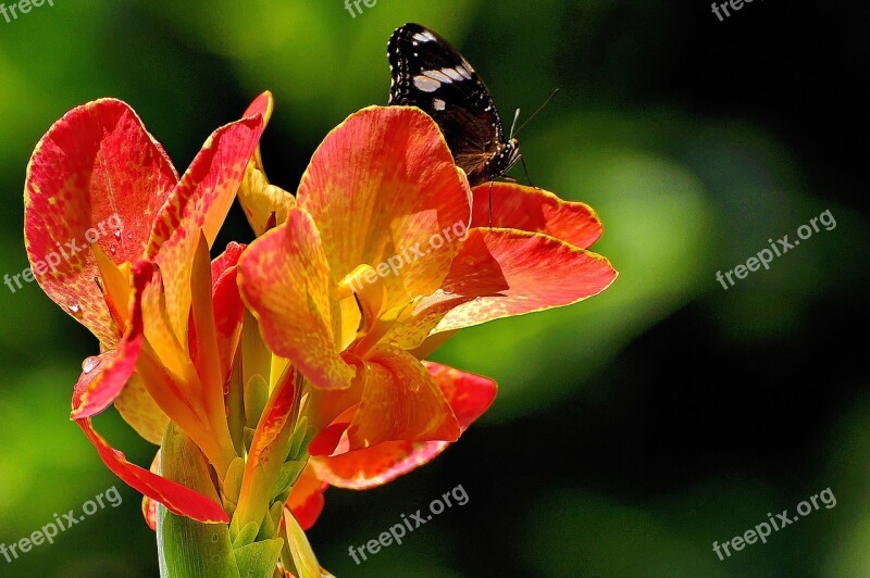 Tropical Flower Philippines Plant Botanical Blooming