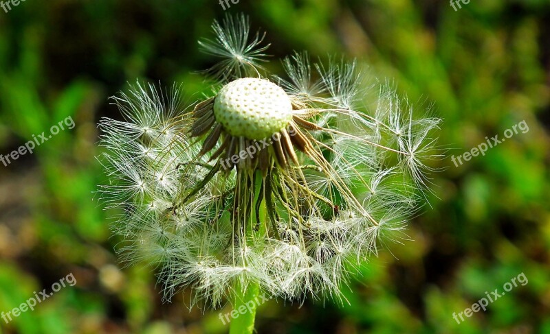 Nuns Dandelion Spring Nature Meadow