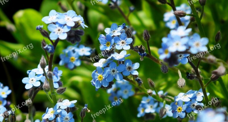 Nots Blue Flowers Garden Spring