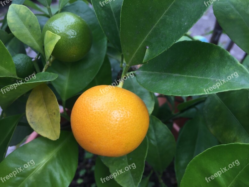 Lemon Fruits Food Vitamins Sour