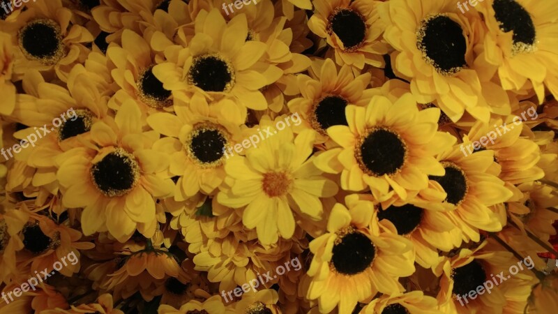 Given Sunflower Flowers Nature Free Photos