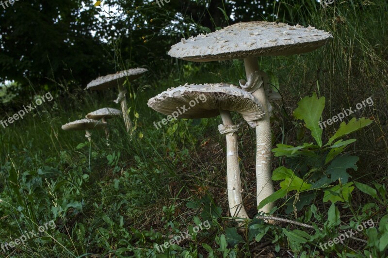 Mushroom Boletes Giant Schirmling Forest Meadow