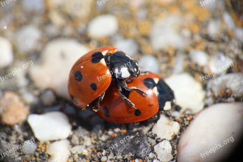 Animal Close Up Pairing Ladybug Romantic