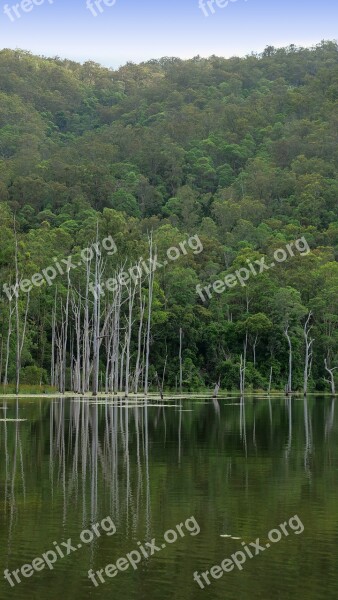 Mountain Lake Green Lily Pads Dead Trees Lake