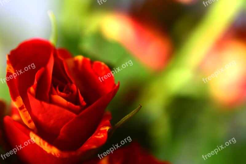 Ros Love Background Flower Romantic