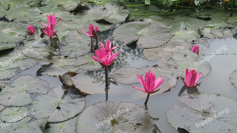 Water Lily Dark Pink Flower Leaf Water