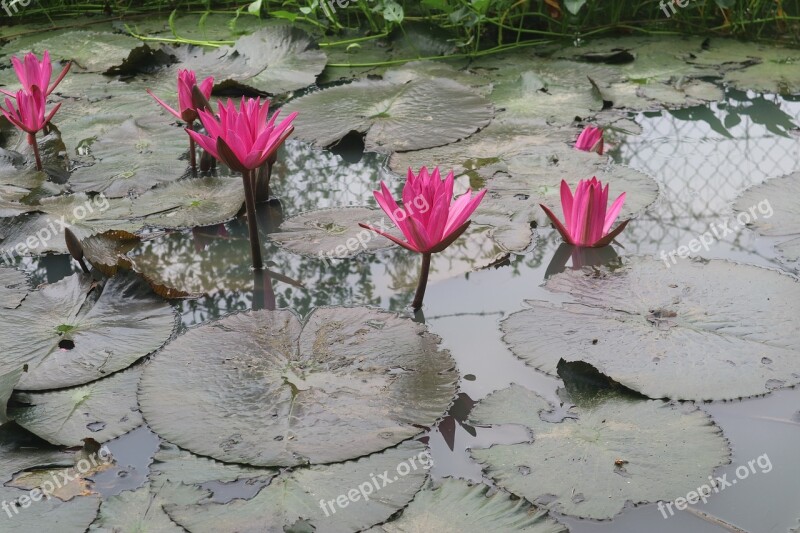 Water Lily Dark Pink Water Pond Round