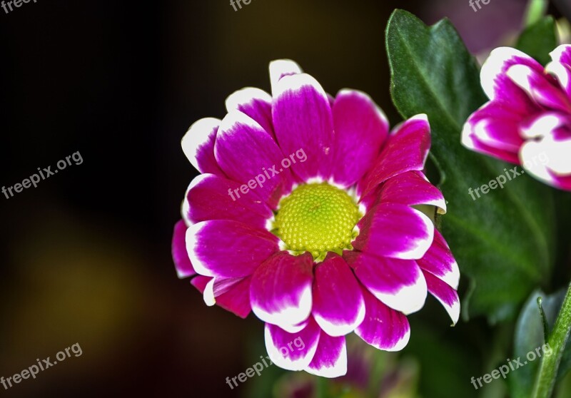 Chryzantema Flower Rozkvitnutý Close-up Flora