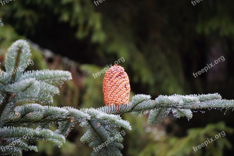 Pine Cones Nobilis Fir Branch Nature Free Photos