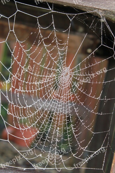 Cobweb Frost Glisten Winter Spider Silk