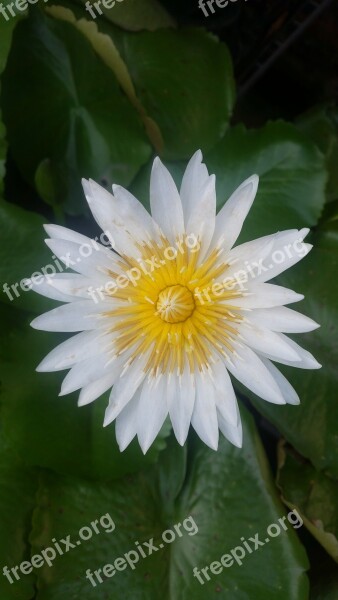 White Lotus Flower Lotus White White Flowers Free Photos