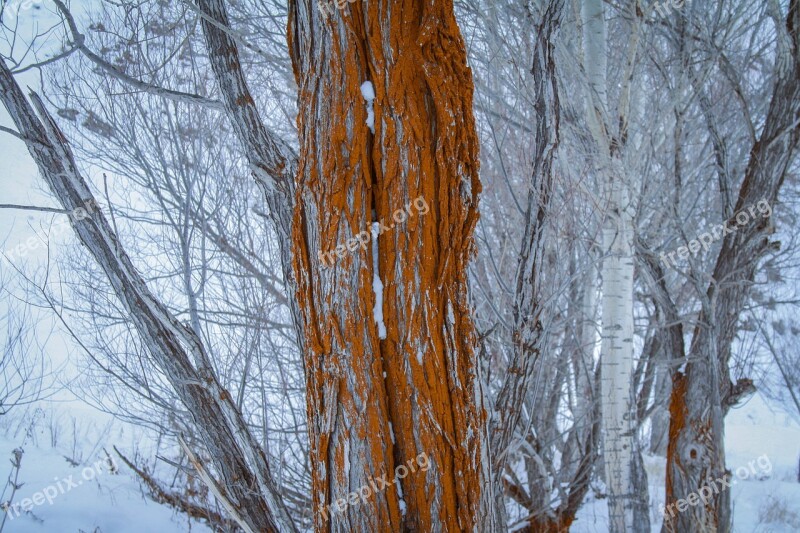 Tree Old Tree Nature Winter Cold