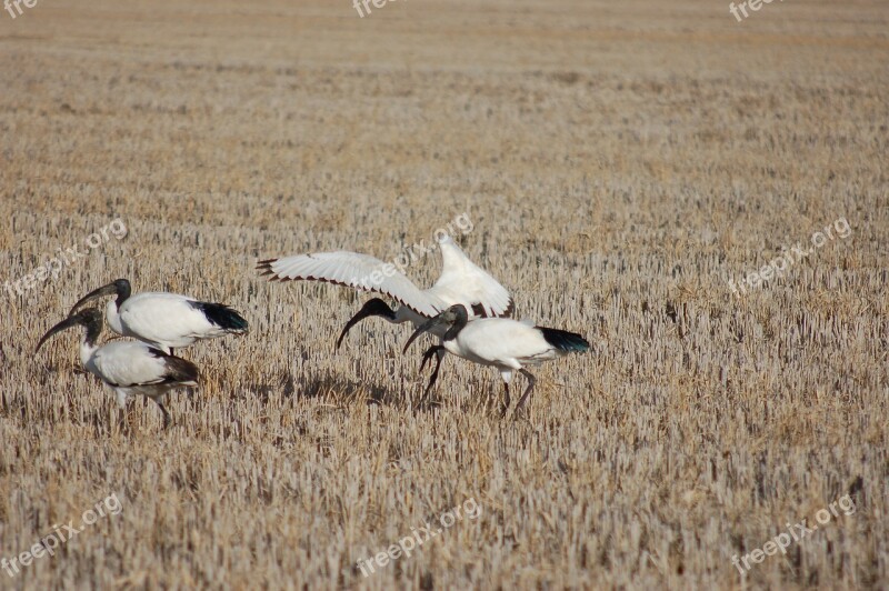 Ibis Ibi Sacred Ibis Birds Beak