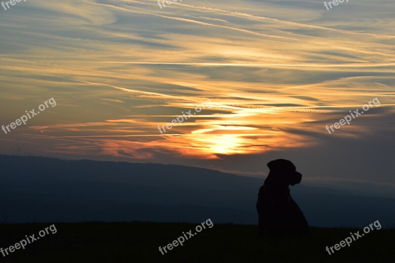 Sunset Dog Labrador Abendstimmung Silhouette