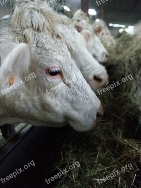 Cows Straw Meals Farm Line