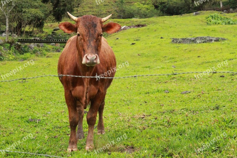 Boi Horns Cattle Animal Mammal