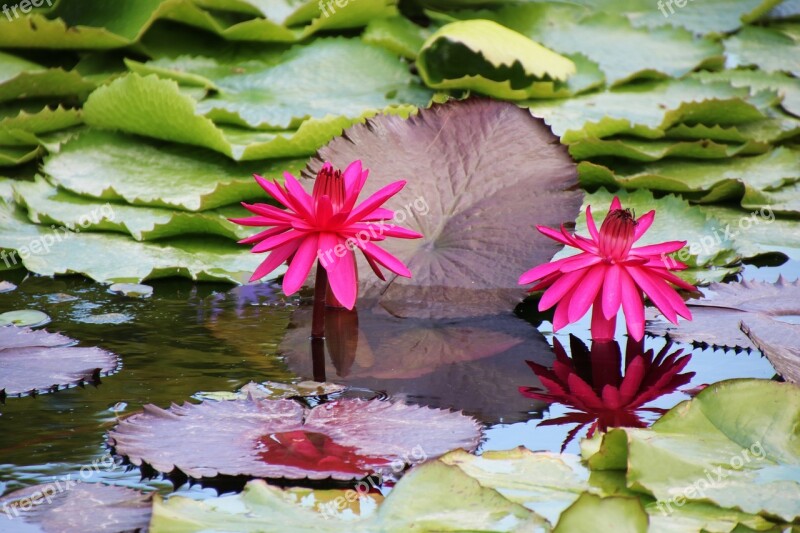 Flower Water Lily Red Pond Nature