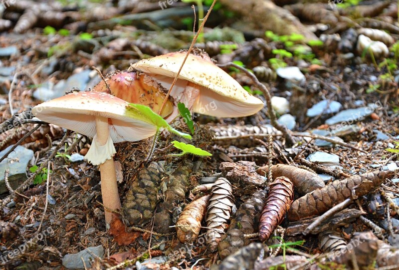 Nature Svaneti Georgia Mushrooms Outdoors