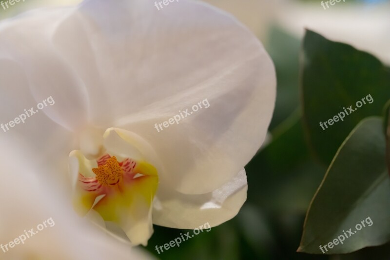 Orchid Grafwerk Flower Arrangement White Flower Flowers