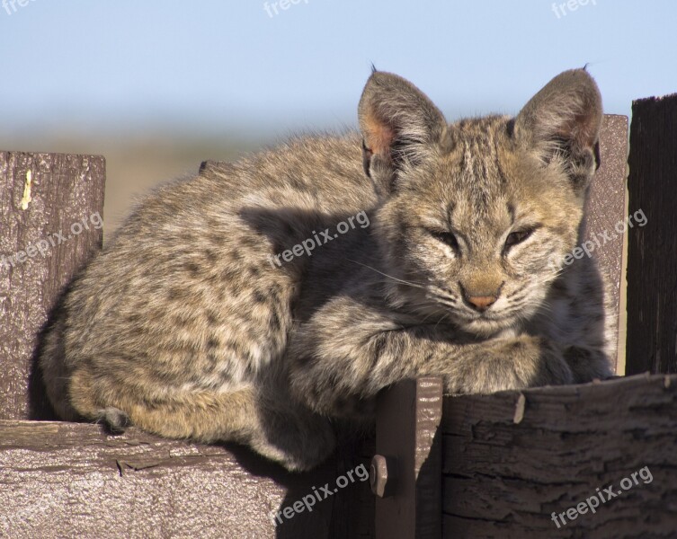 Bobcat Kitten Young Lynx Wildlife