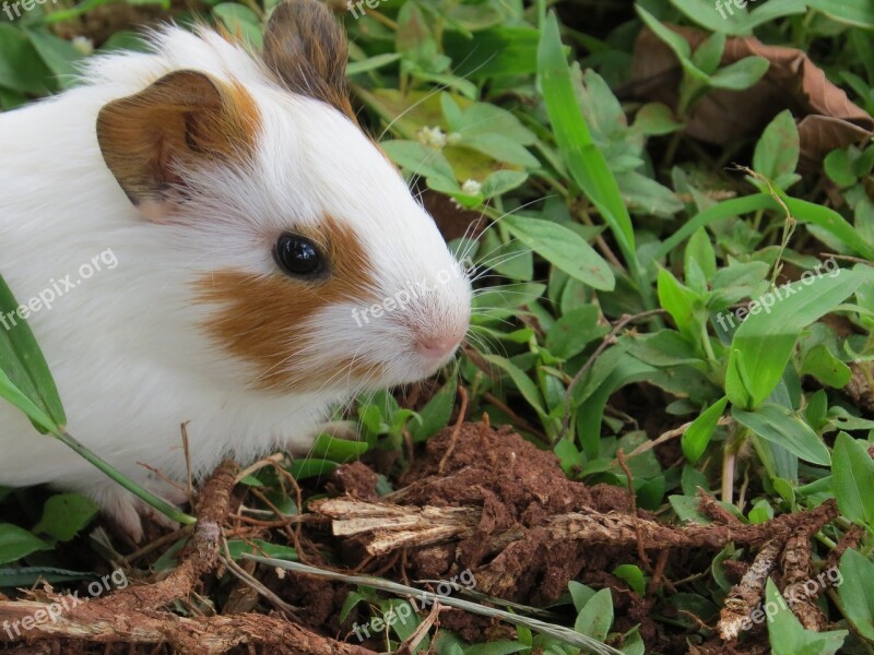 Piggy-bank Of India Mouse Hamster Animal Rodent