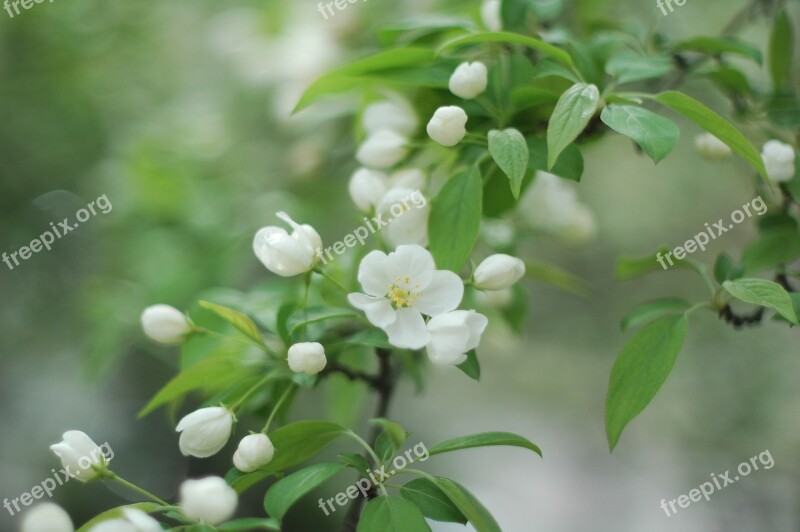 Spring Flower Flowers Blossom Blooming White