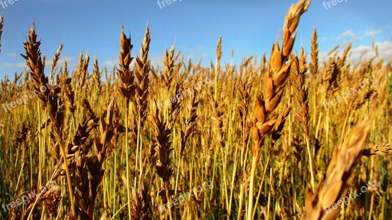 Rye Wheat Kolos Spikes Sky