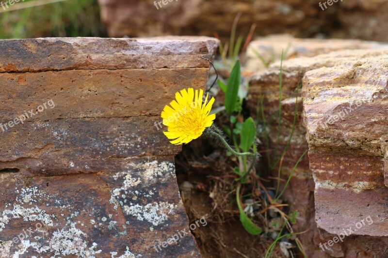 Wall Flower Macro Stone Wall Nature