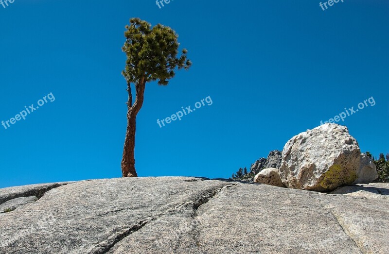 Trees Rock Scenic Tioga Pass Usa