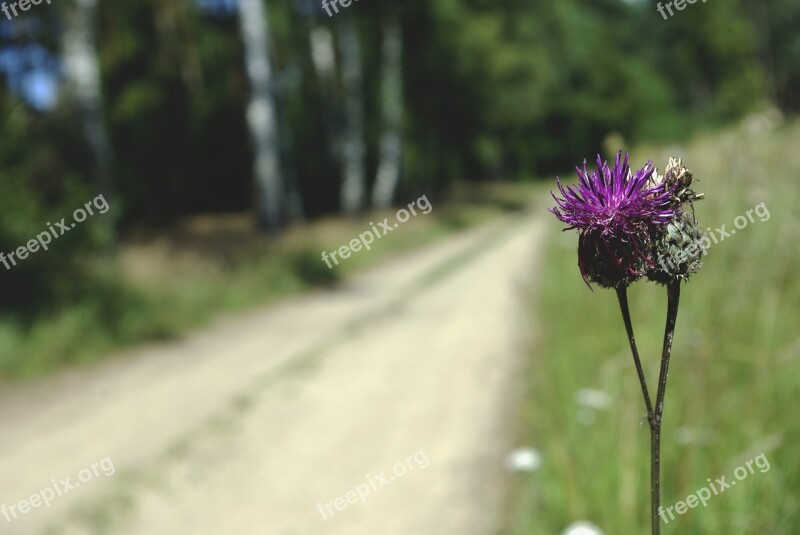 Nature Summer Plant Flower At The Court Of