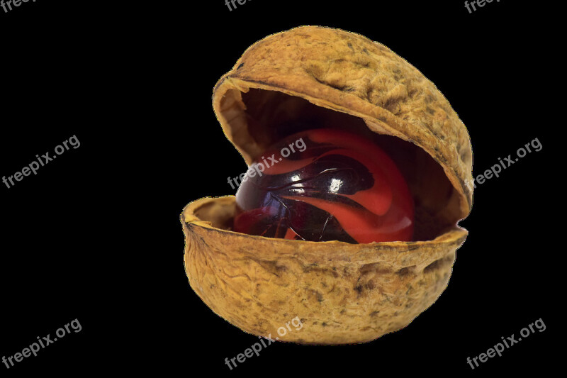 Nut Nutshell Walnut Marble Open