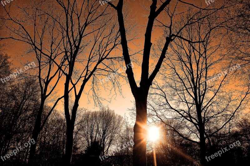 Sunset Forest Silhouette Tree Bare Tree