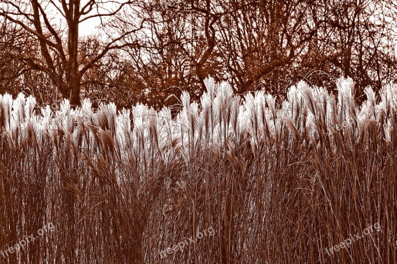 Pampas Grass Cortaderia Selloana Plume Flower Plant