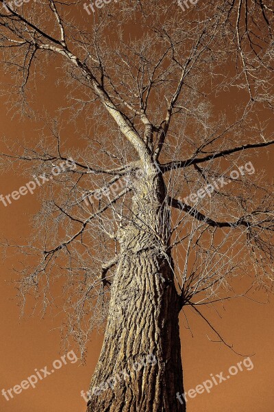 Tree Trunk Branch Bark Rising Up