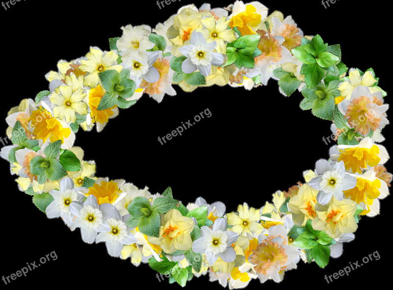 Daffodils Flowers Spring Narcissus Decoration