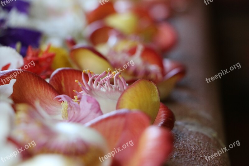 Desktop Closeup Nature Food Color