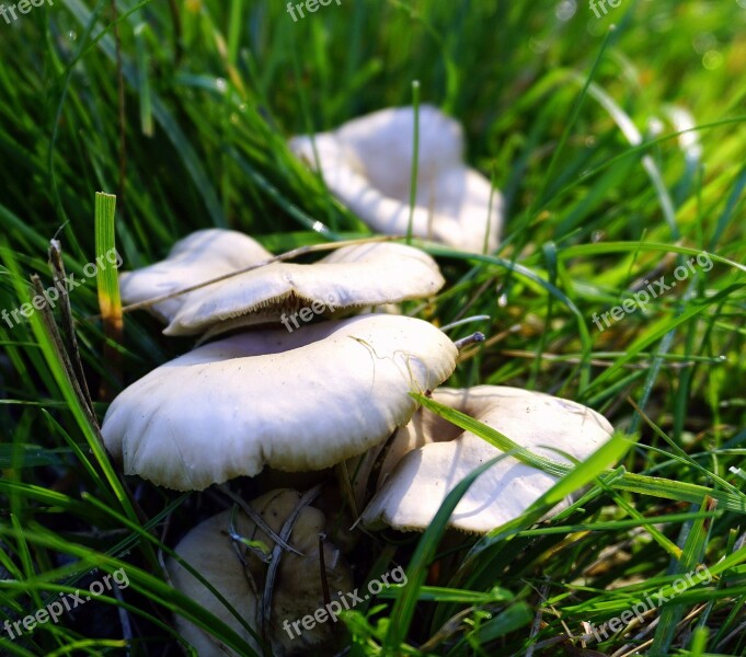 Fungi Mushroom Boletus Lawn Nature