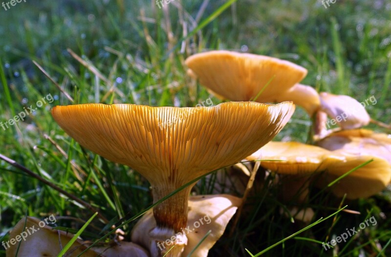 Fungi Mushroom Boletus Nature Autumn