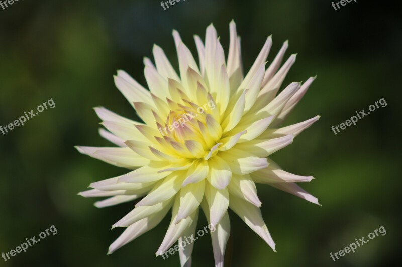 Dahlia Flower Nature Summer Plant