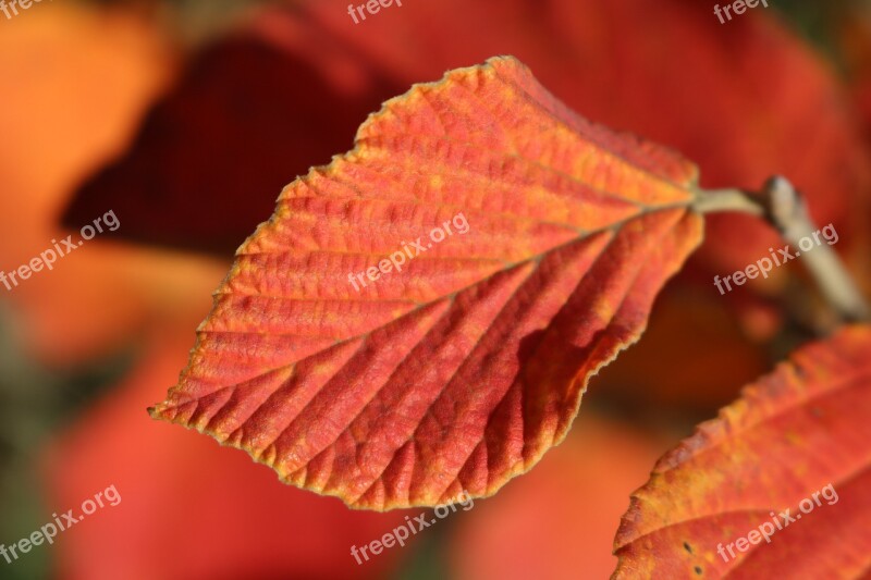 Leaf Autumn Nature Witch Hazel Orange