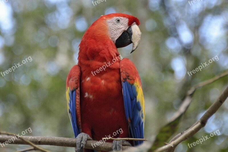 Central America Guatemala Parrot Bird Animal World